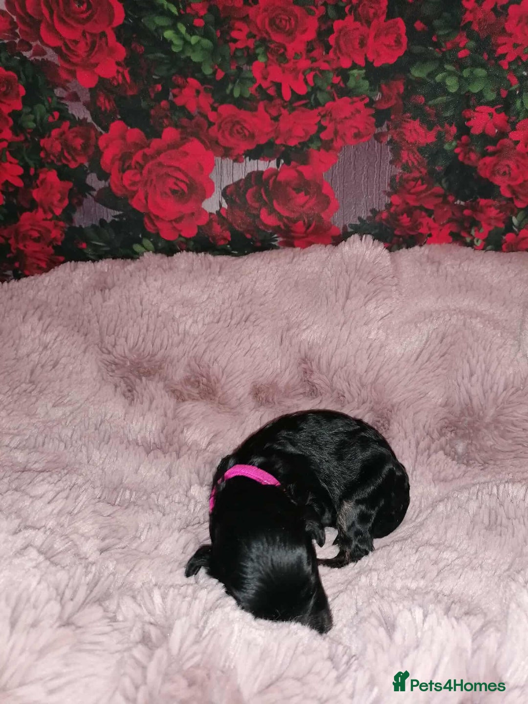 Cavapoo dogs for sale: Exceptional Cavapoo babies  - Image 12