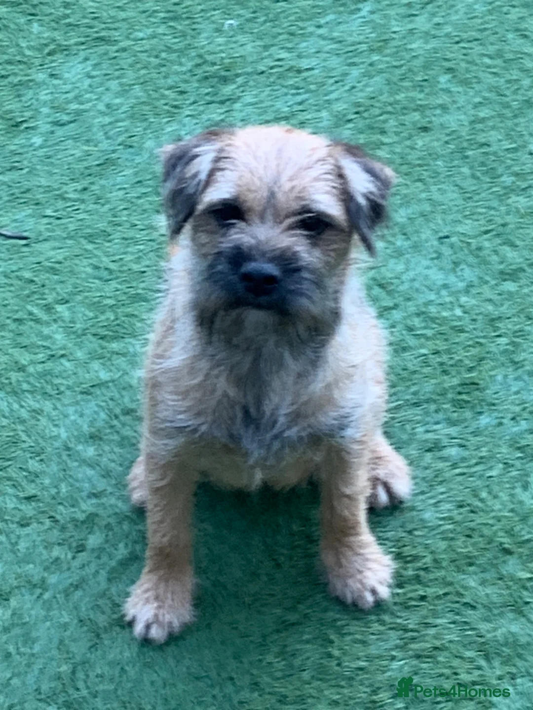 Border Terrier dogs for sale: Border Terrier bitch puppy in Barnsley - Advert 1