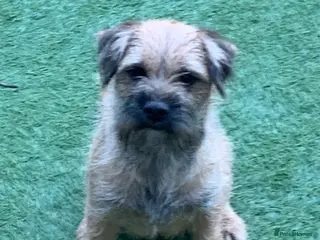 Border Terrier dogs Border Terrier bitch puppy - Advert 5
