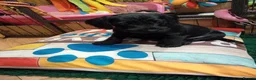Mixed Breed dogs for sale: Miniature schnoxies  - Advert 24