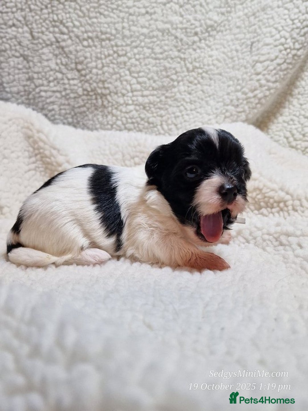 Mixed Breed dogs for sale: Male BieChi Biewer Terrier x Chihuahua pup  - Advert 5