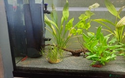 Other/Mixed Breed fish for sale: Fish tank fish and accessories - Image 6