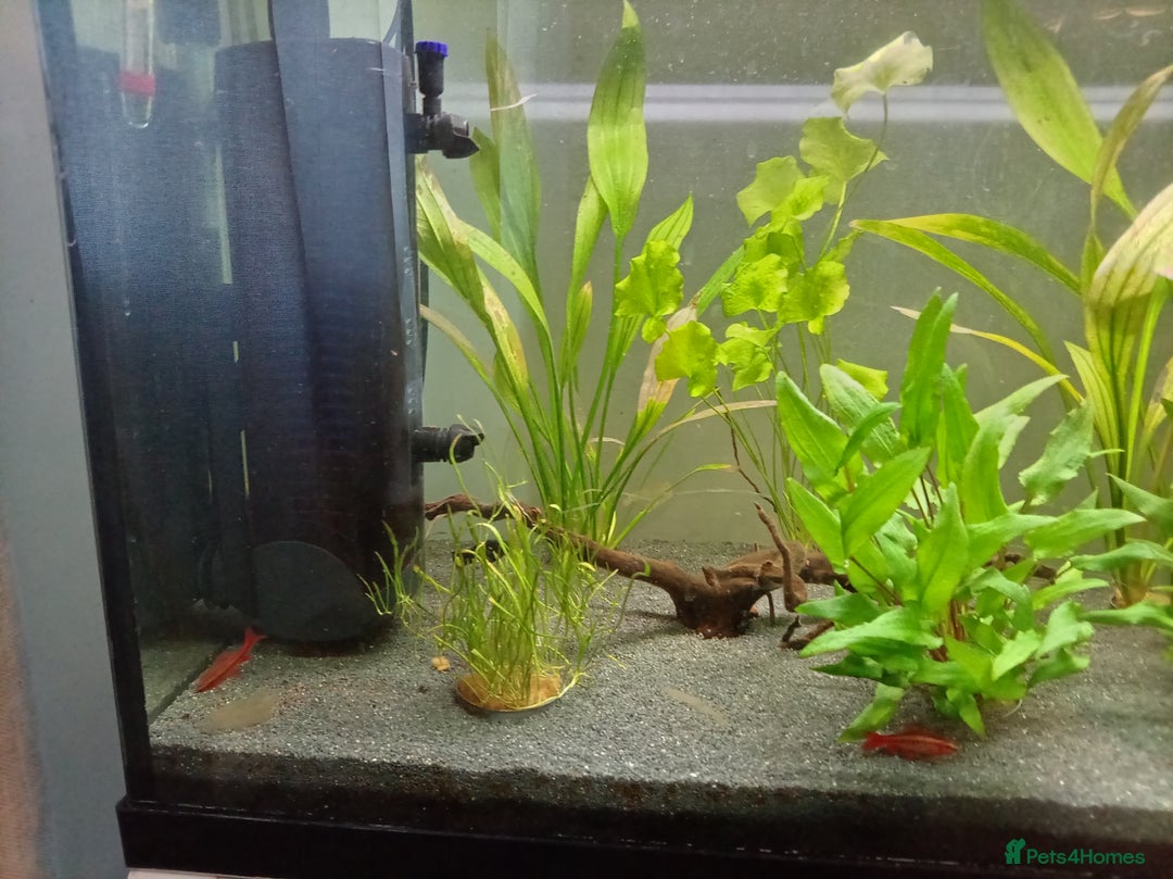 Other/Mixed Breed fish for sale: Fish tank fish and accessories - Image 6