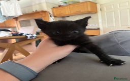 Domestic Shorthair cats for sale: Kittens for sale £120 - Image 7