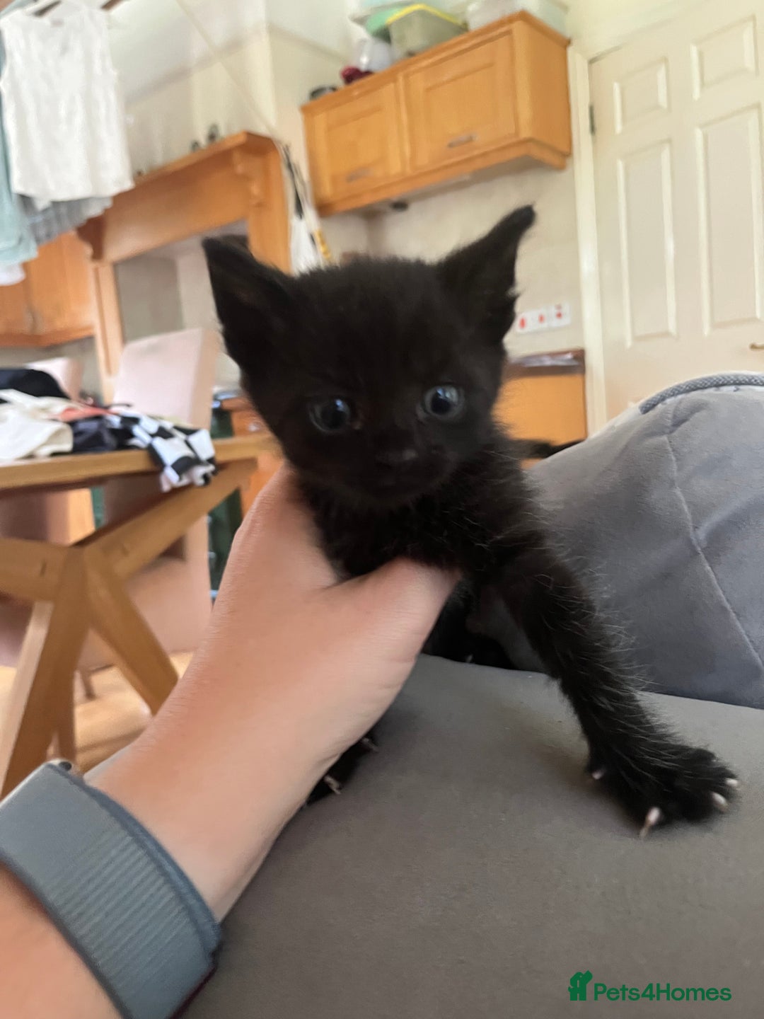 Domestic Shorthair cats for sale: Kittens for sale £120 - Image 7