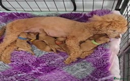 Toy Poodle dogs for sale: KC Reg High Quality RED Toy Poodles - Image 4
