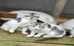 Mixed Breed cats for sale: Adorable Bengal Cross Kittens!! - Image 10