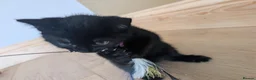 Mixed Breed cats for sale: Kitten  - Advert 5