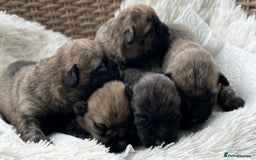 Cairn Terrier dogs for sale: CAIRN TERRIER PUPPIES - Image 10