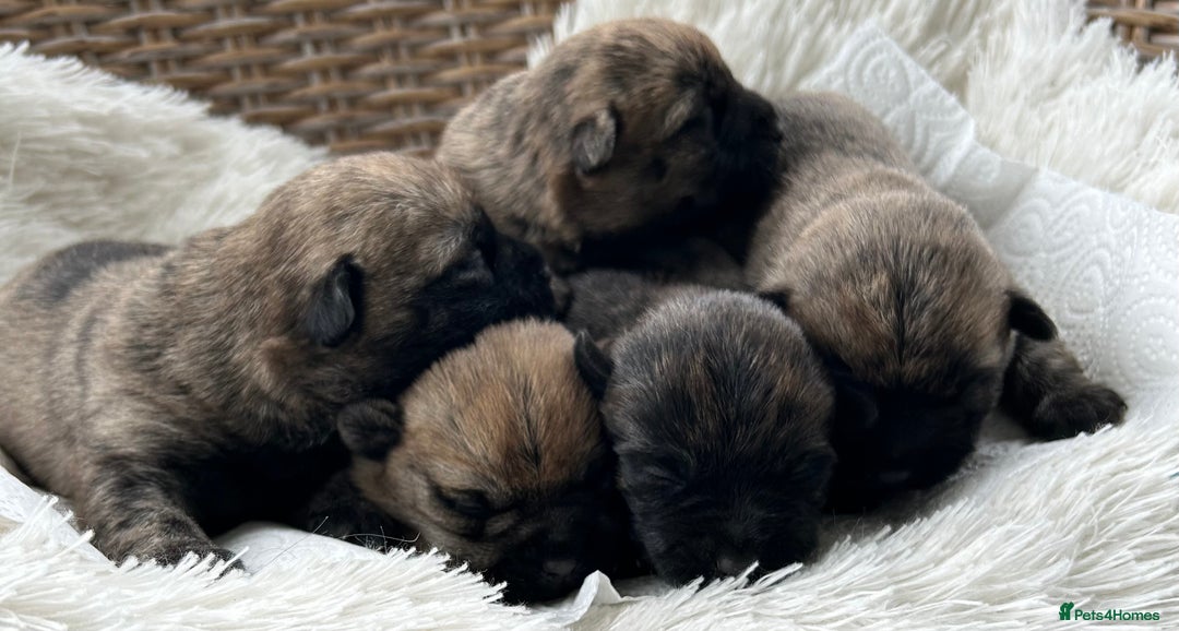 Cairn Terrier dogs for sale: CAIRN TERRIER PUPPIES - Image 10