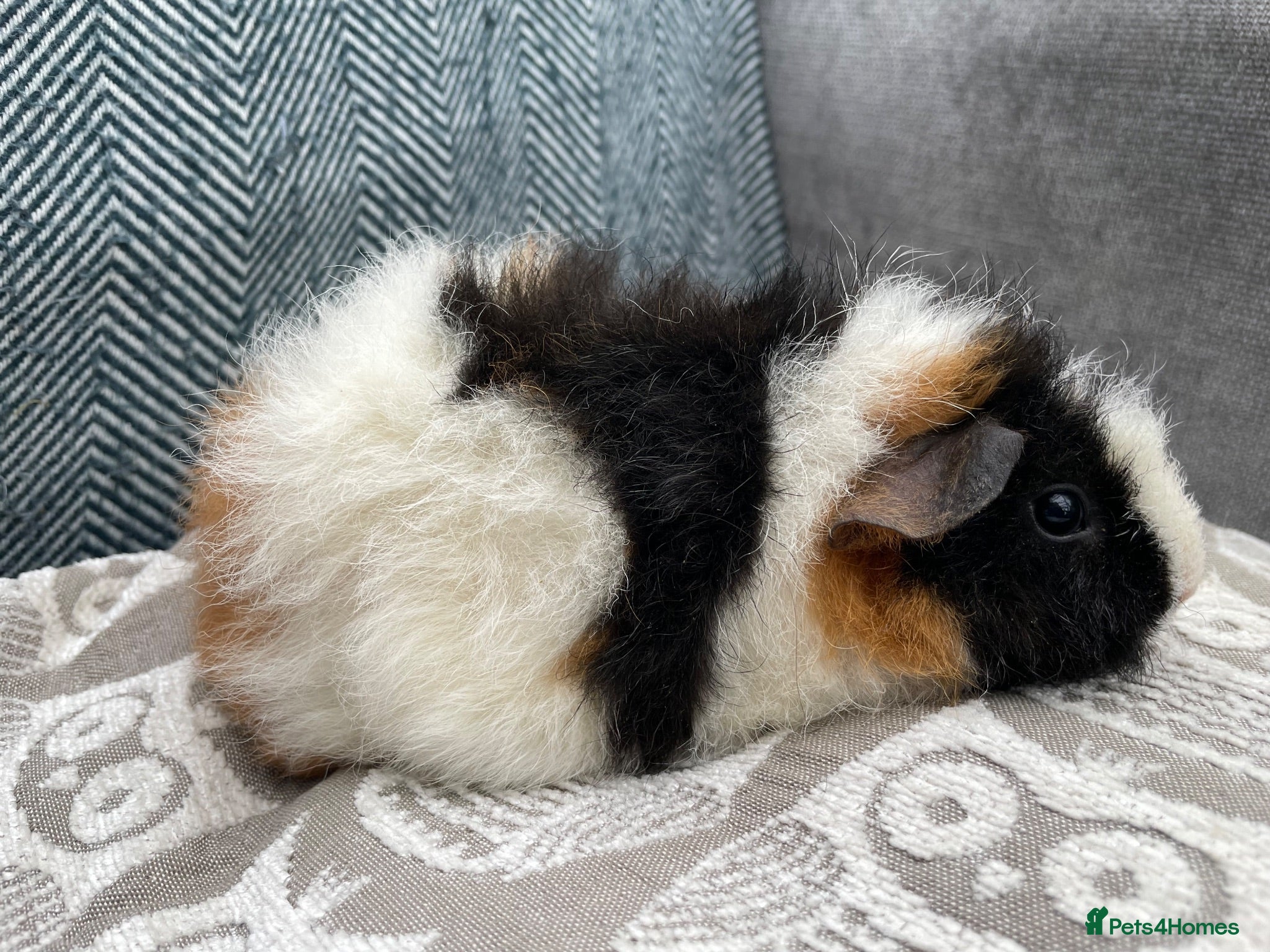 Guinea Pig rodents Tri colour Teddy Girl and Teddy x Swiss Girl & Boy - Advert 1