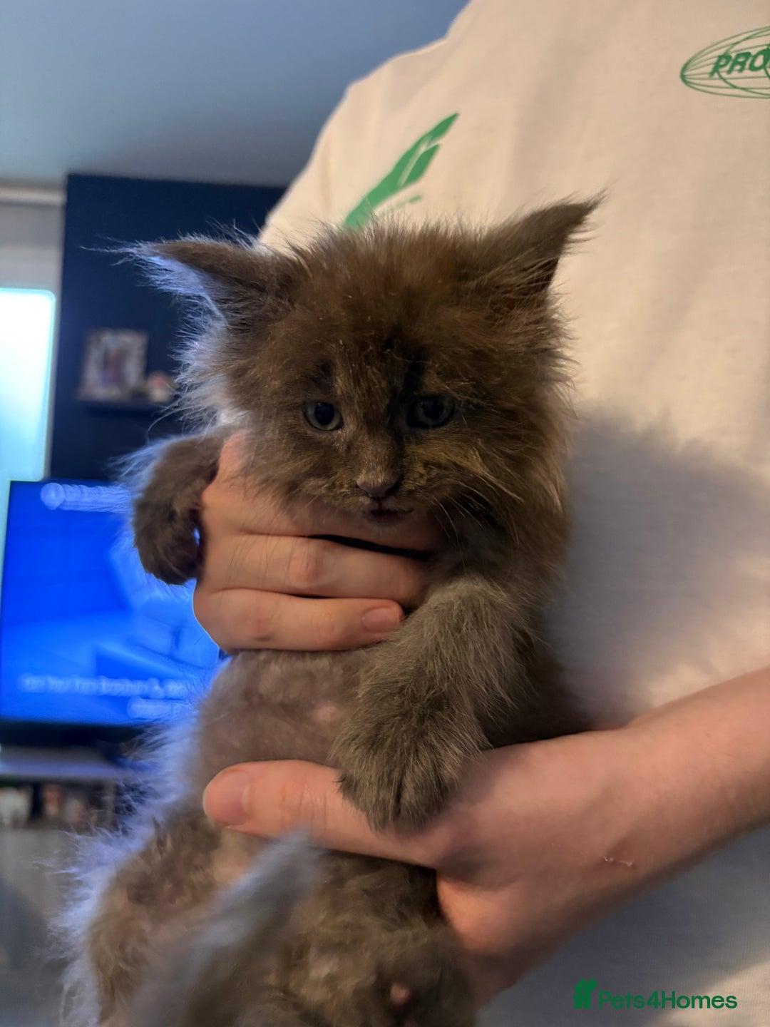 Maine Coon cats for sale: Beautiful maincoon kittens ready now  - Advert 12