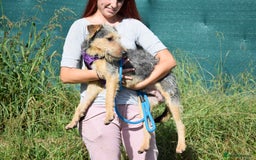 Fox Terrier dogs for adoption: Norte - Image 9