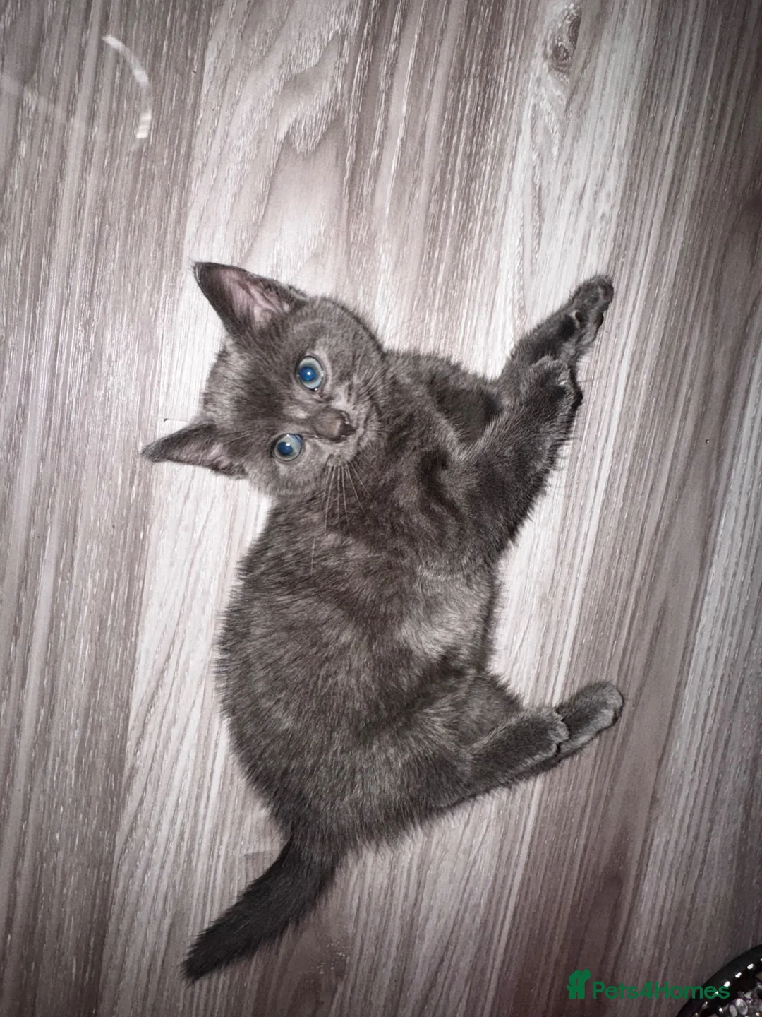 Mixed Breed cats for sale: One beautiful female grey kitten left  - Advert 5