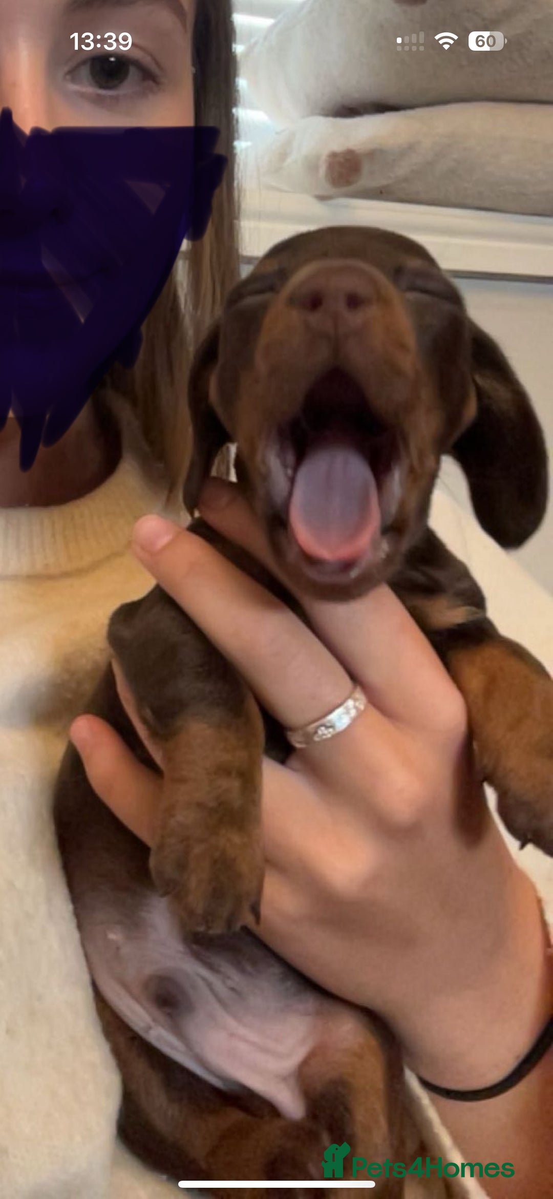 Miniature Dachshund dogs for sale: ⭐️LAST ONE⭐️KC REG Miniature Dachshund puppies  - Advert 4