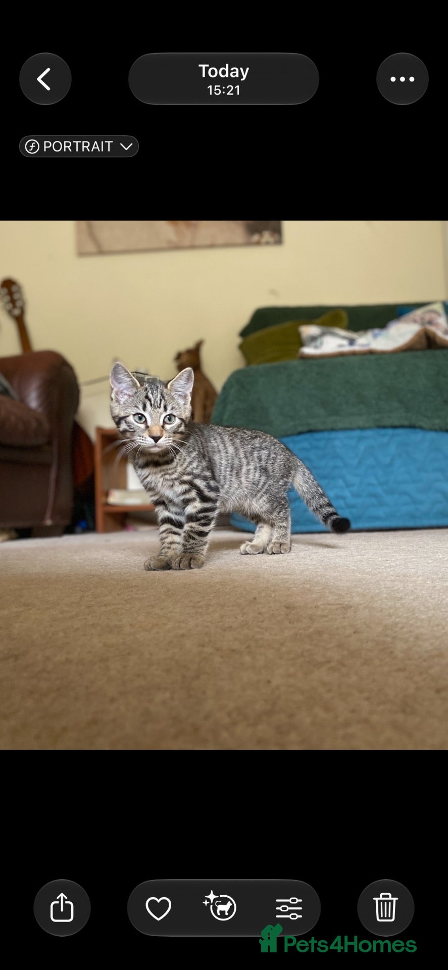 Mixed Breed cats Gorgeous 1/4 Bengal 1/4 Siberian Hypoallergenic! - Advert 7