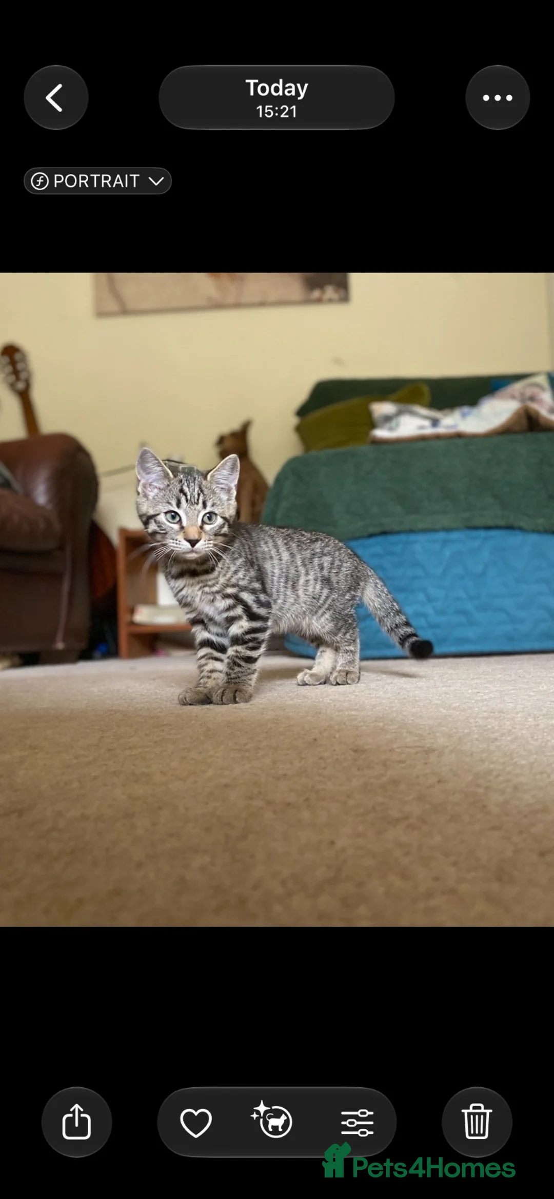 Mixed Breed cats for sale: Gorgeous 1/4 Bengal 1/4 Siberian Hypoallergenic! - Advert 1