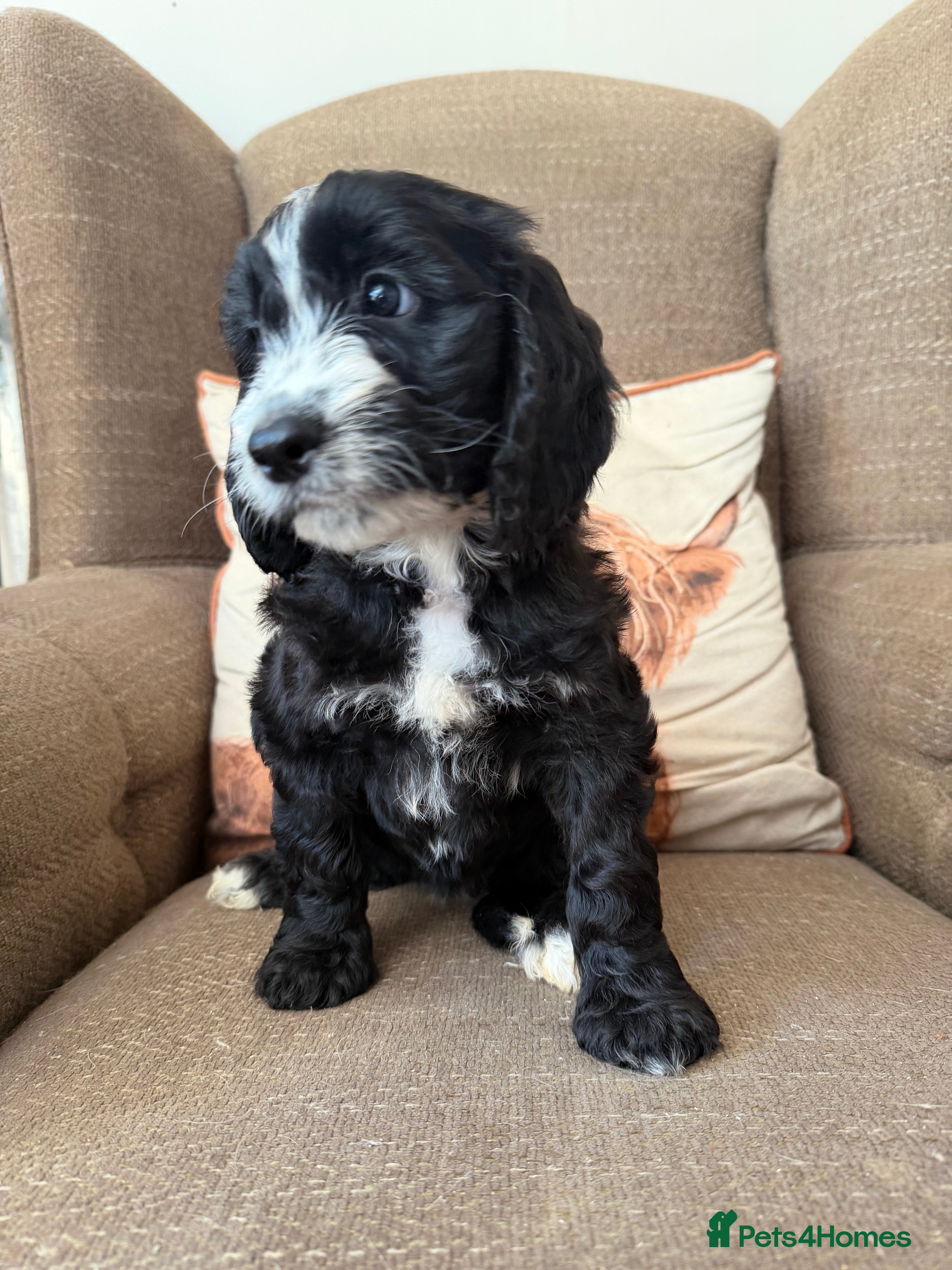 Cockapoo dogs  Girls Only from DNA Tested Parents  - Advert 2