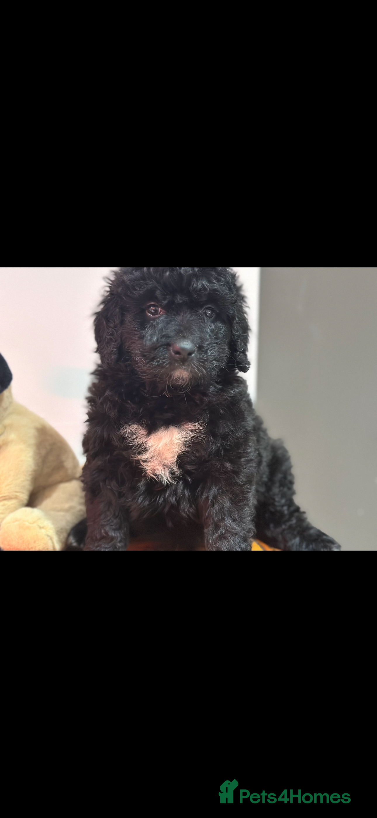 Bernedoodle dogs F1 STANDARD BERNADOODLE BOYS AND GIRLS 6 WEEKS OLD - Advert 1
