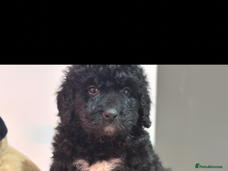 Bernedoodle dogs F1 STANDARD BERNADOODLE BOYS AND GIRLS 6 WEEKS OLD - Advert 2