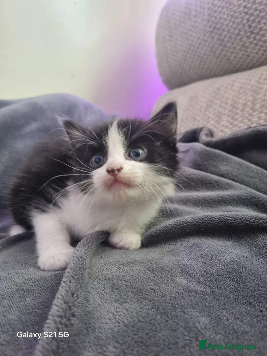 Mixed Breed cats for sale: long-haired kittens looking for a loving home - Advert 24