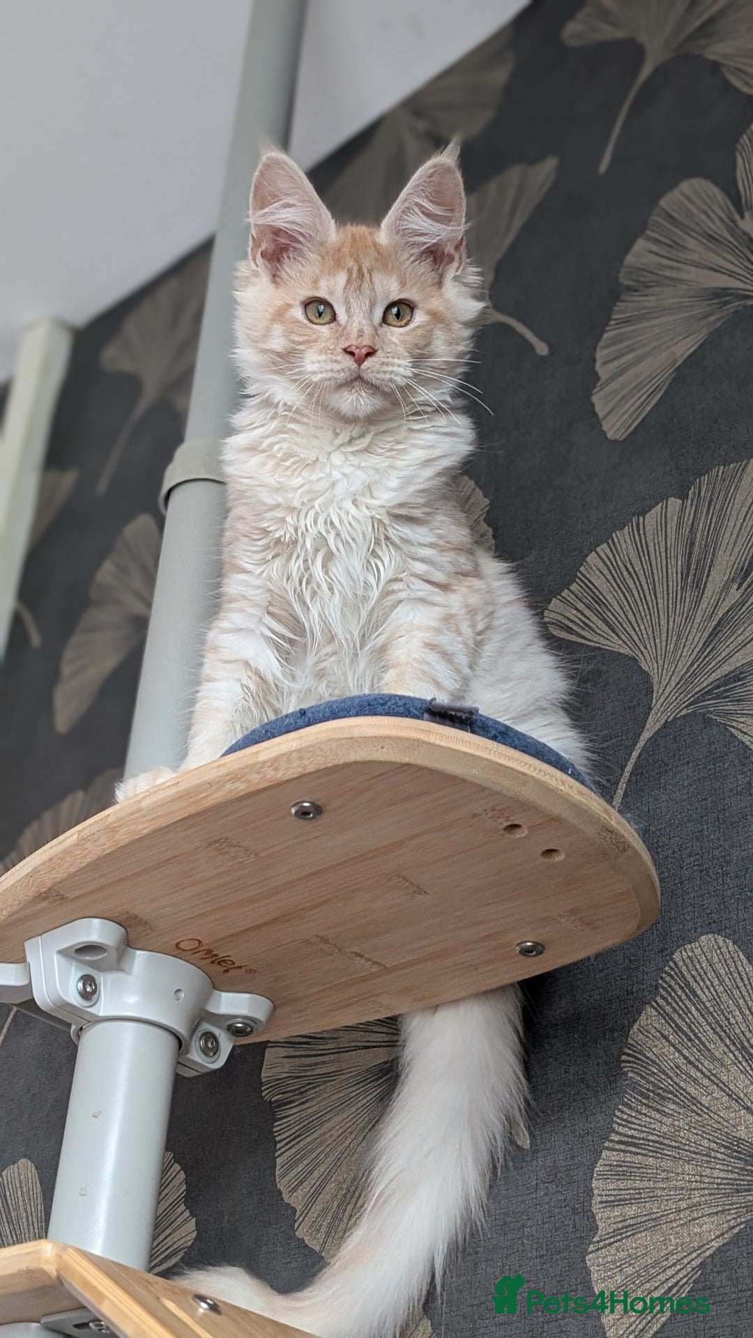 Maine Coon cats for sale: Pedigree, Tica registered kittens - Advert 9