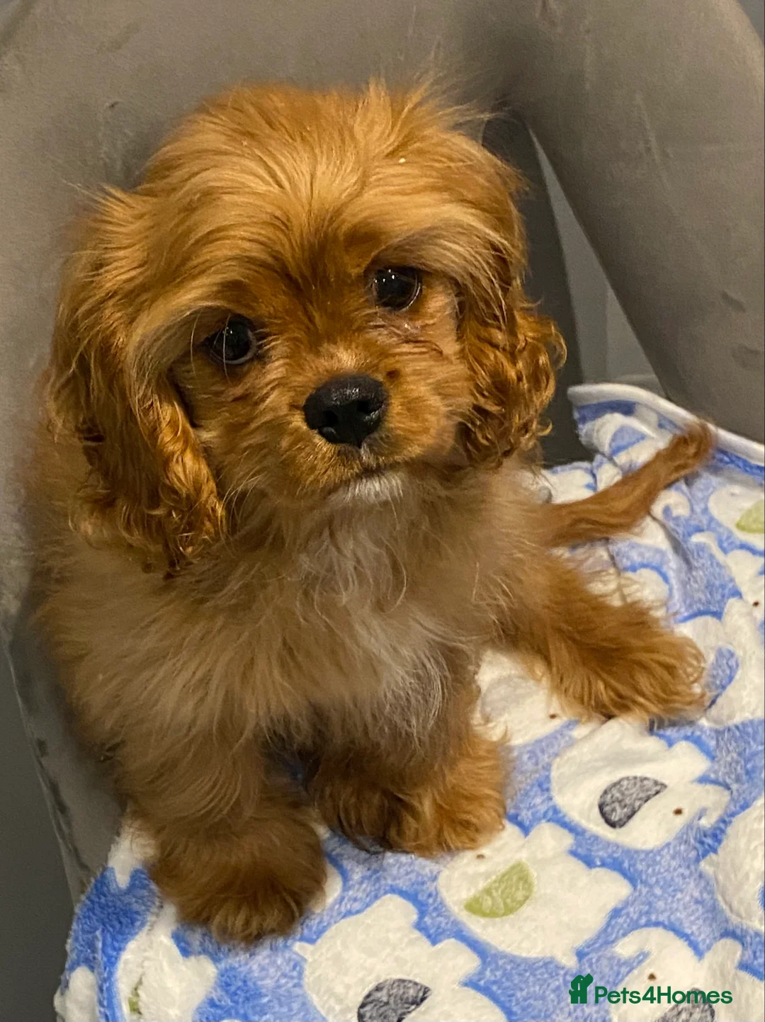 Cavalier King Charles Spaniel dogs for sale: Cavalier King Charles spaniel puppies  - Advert 2