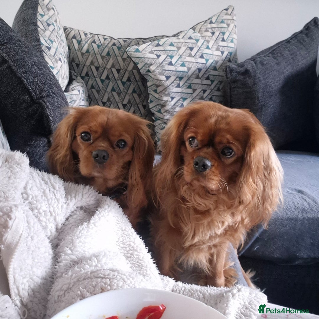 Cavalier King Charles Spaniel dogs for sale: Cavalier King Charles  - Image 9