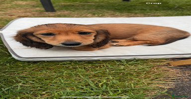 Miniature Dachshund dogs - Advert 6