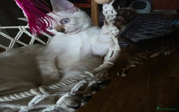 Bengal cats for sale: SNOW LYNX BENGAL KITTENS  - Image 4