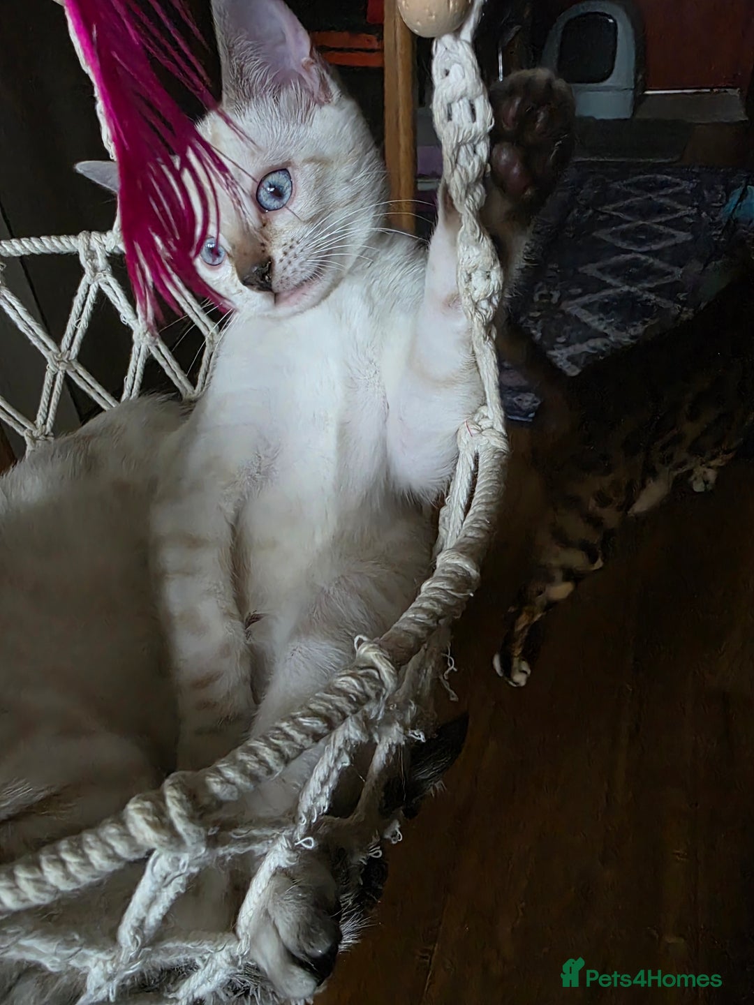 Bengal cats for sale: SNOW LYNX BENGAL KITTENS  - Image 4