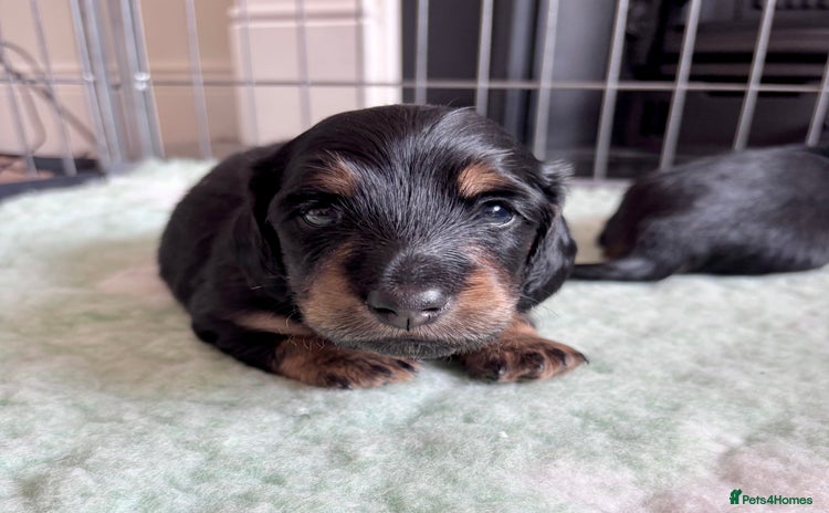 Miniature Dachshund dogs - Advert 1