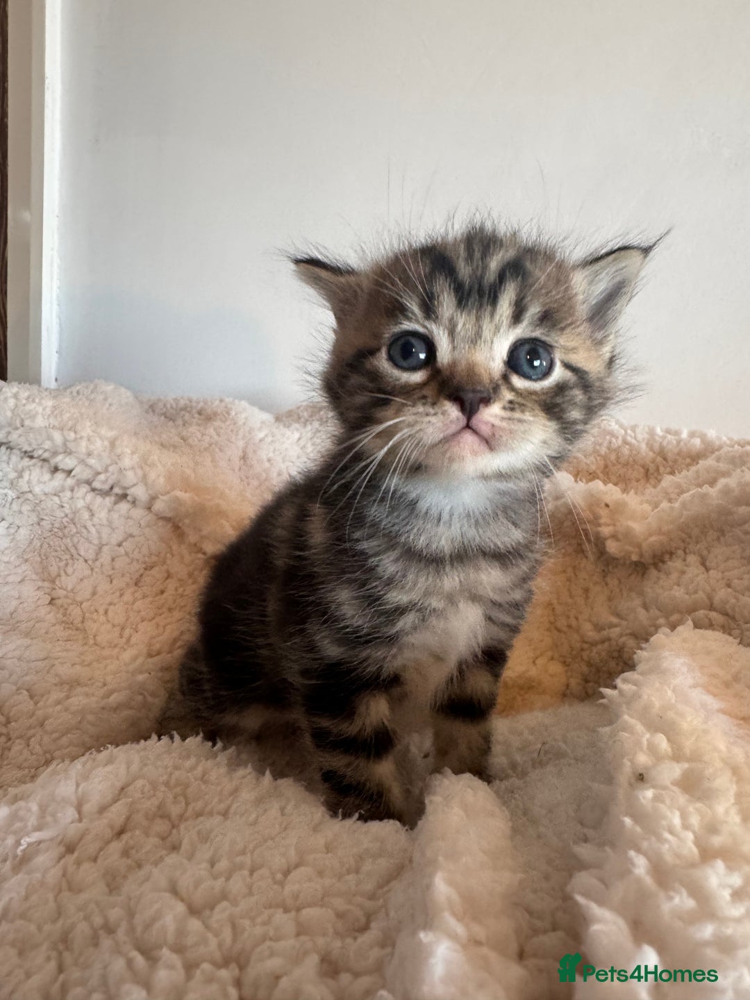 Ragdoll cats for sale: Ragdoll cross kittens  - Advert 5