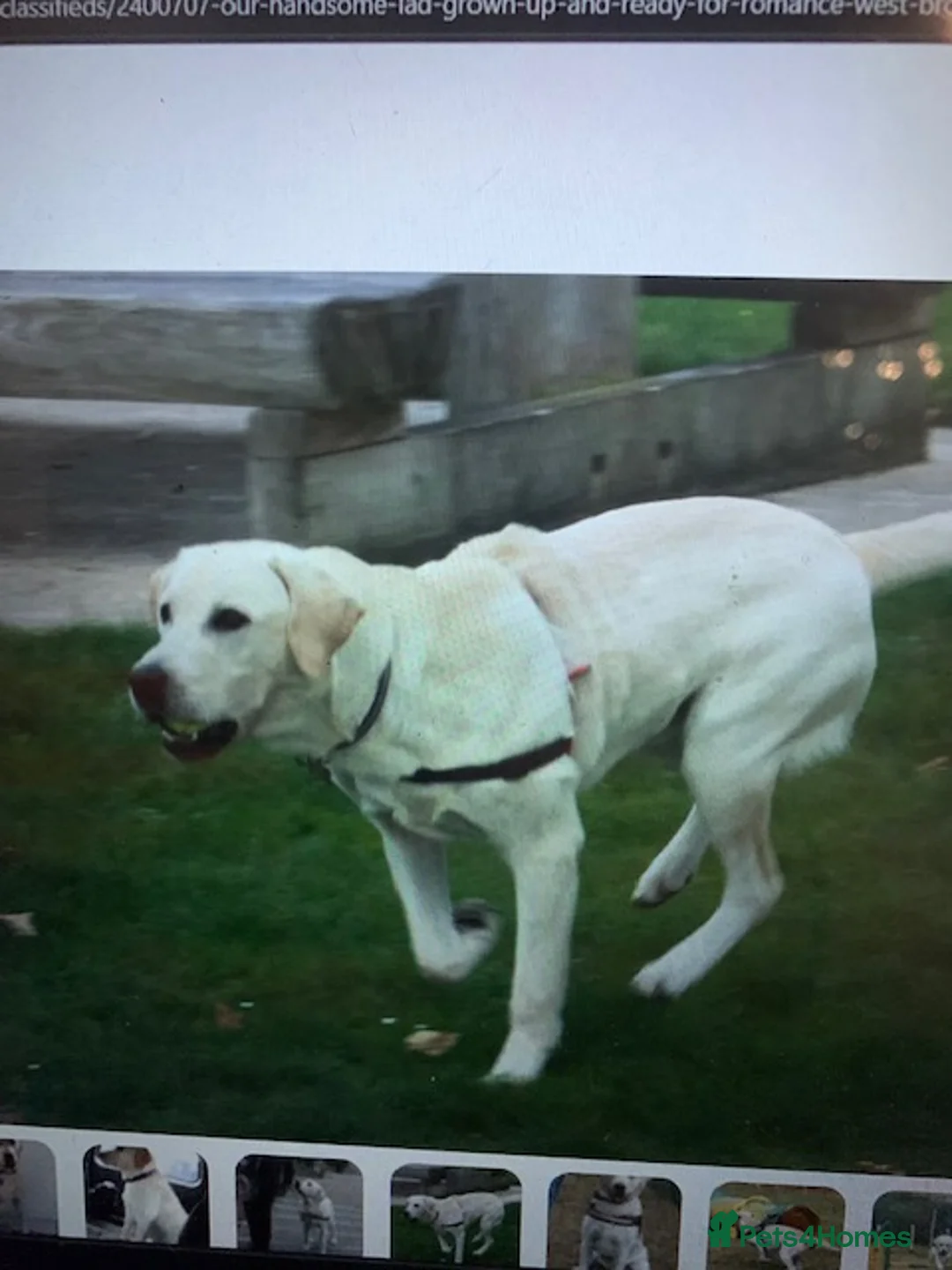 Labrador Retriever dogs for sale: kc registered labradors - Advert 3