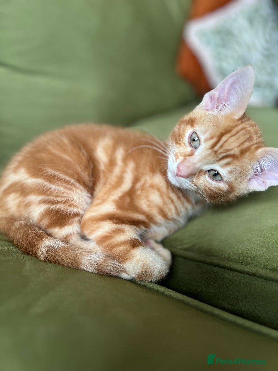 British Shorthair cats for sale: British Shorthair kittens for sale  - Advert 3