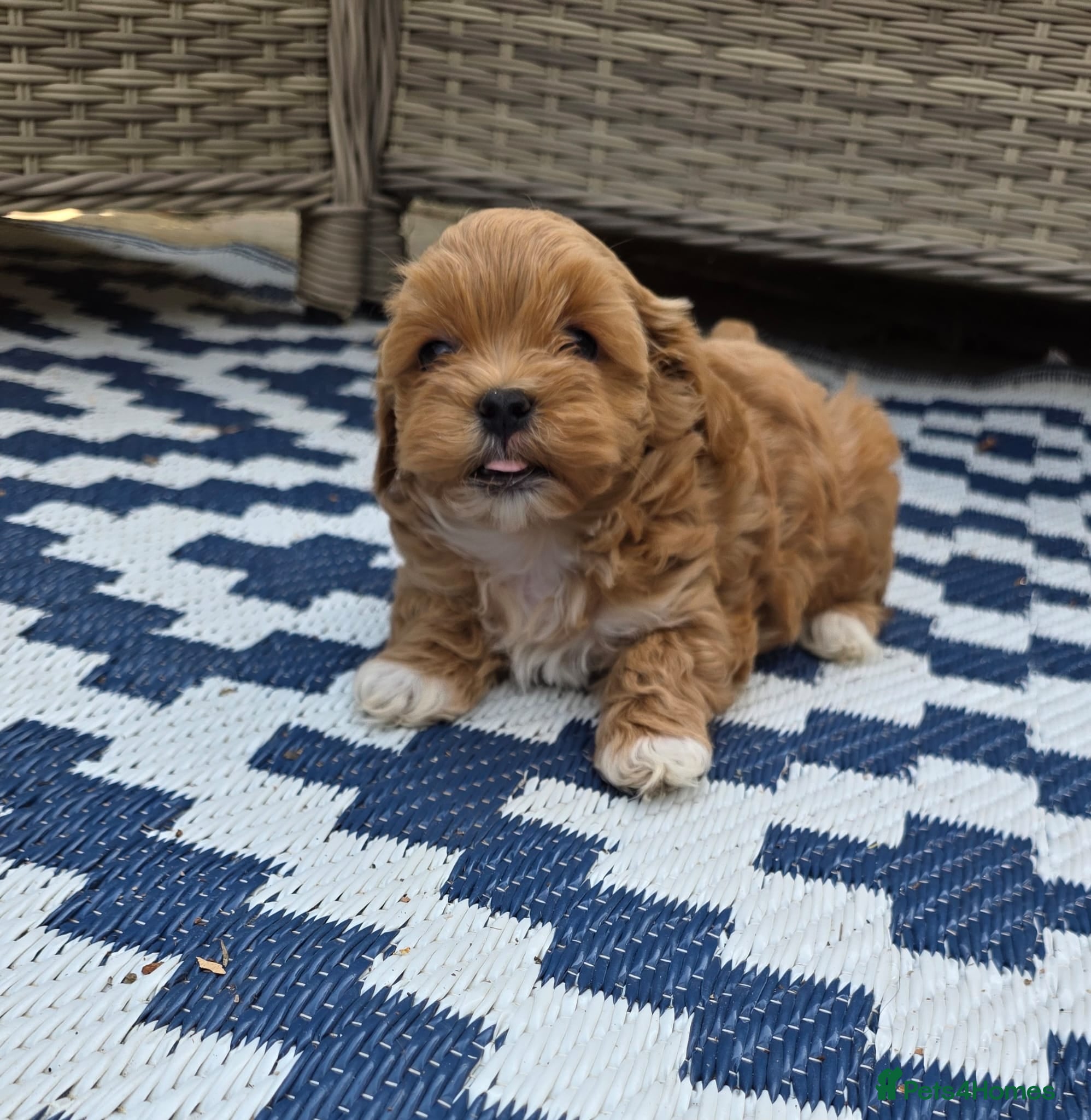 Maltipoo dogs  Adorable Tiny Toy Maltipoo puppies 🐶 - Advert 4