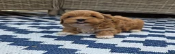 Maltipoo dogs for sale:  Adorable Tiny Toy Maltipoo puppies 🐶 - Advert 14