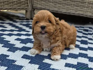 Maltipoo dogs Adorable Tiny Toy Maltipoo puppies 🐶 - Advert 4