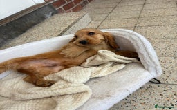 Cocker Spaniel dogs for sale: 1 male show type cocker spaniel available  - Image 5