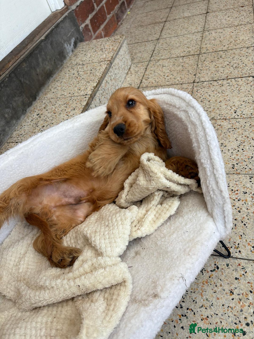 Cocker Spaniel dogs for sale: 1 male show type cocker spaniel available  - Image 5