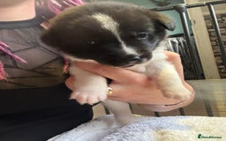 Mixed Breed dogs for sale: Beautiful lab cross Akita puppies available - Image 5