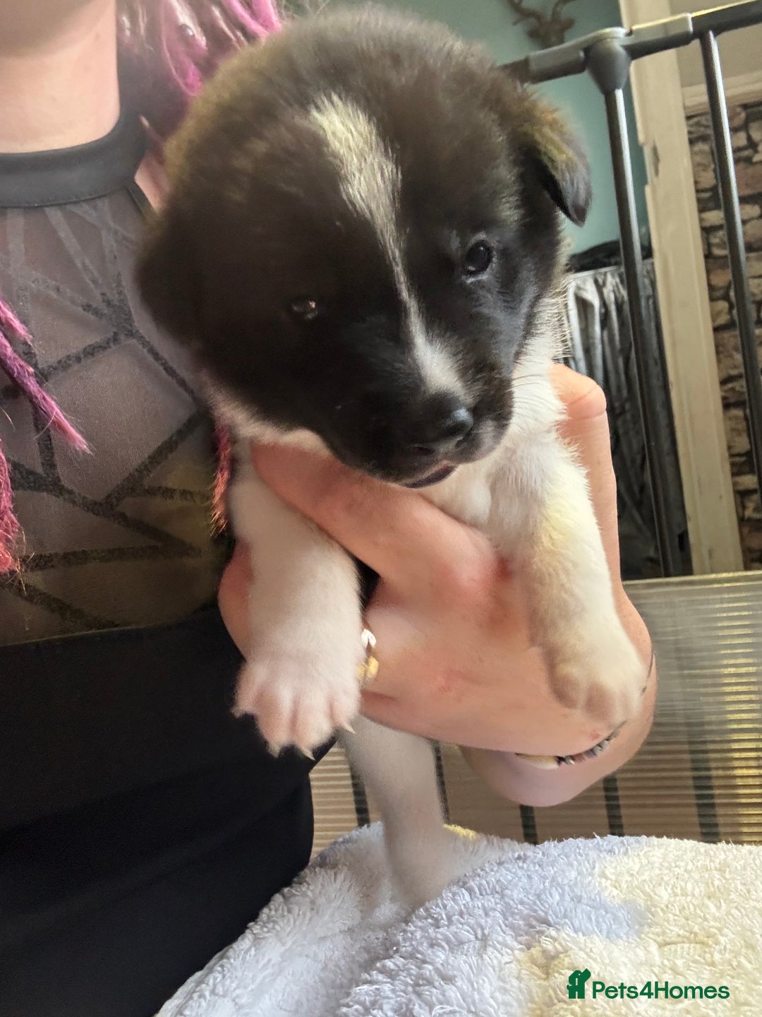 Mixed Breed dogs for sale: Beautiful lab cross Akita puppies available - Image 5