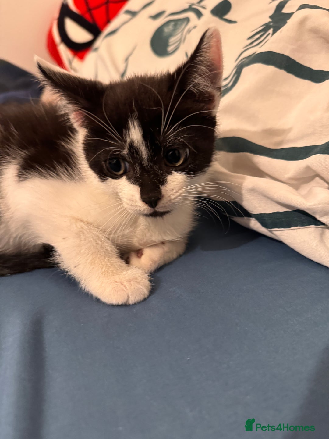 Mixed Breed cats for sale: 5 beautiful kittens  - Image 4