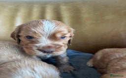Cocker Spaniel dogs for sale: 🐾Gorgeous Cocker Spaniel Puppies 🐶🐾 - Image 18