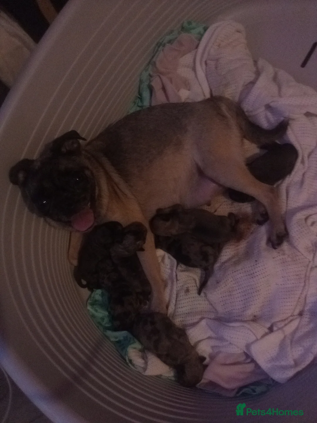 Pug dogs for sale: Pug Puppies in Stevenage - Advert 2