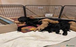Labrador Retriever dogs for sale: Stunning fox red & black Labrador puppies  - Image 7