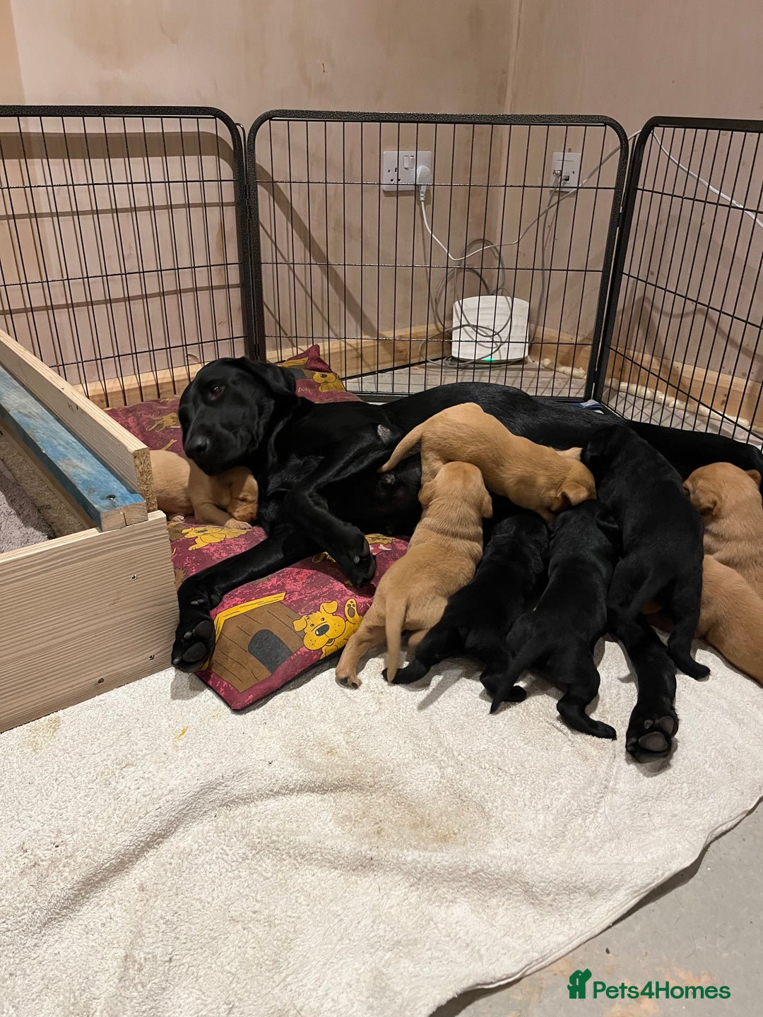 Labrador Retriever dogs for sale: Stunning fox red & black Labrador puppies  - Image 7