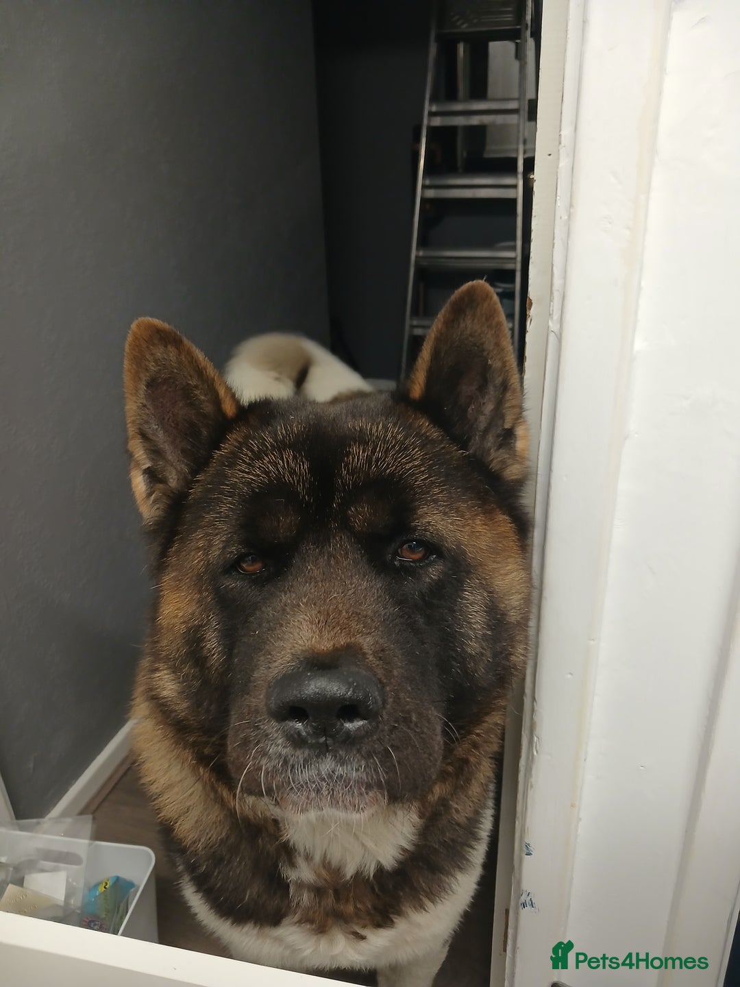 Akita dogs for stud: American Akita For Stud  - Advert 2