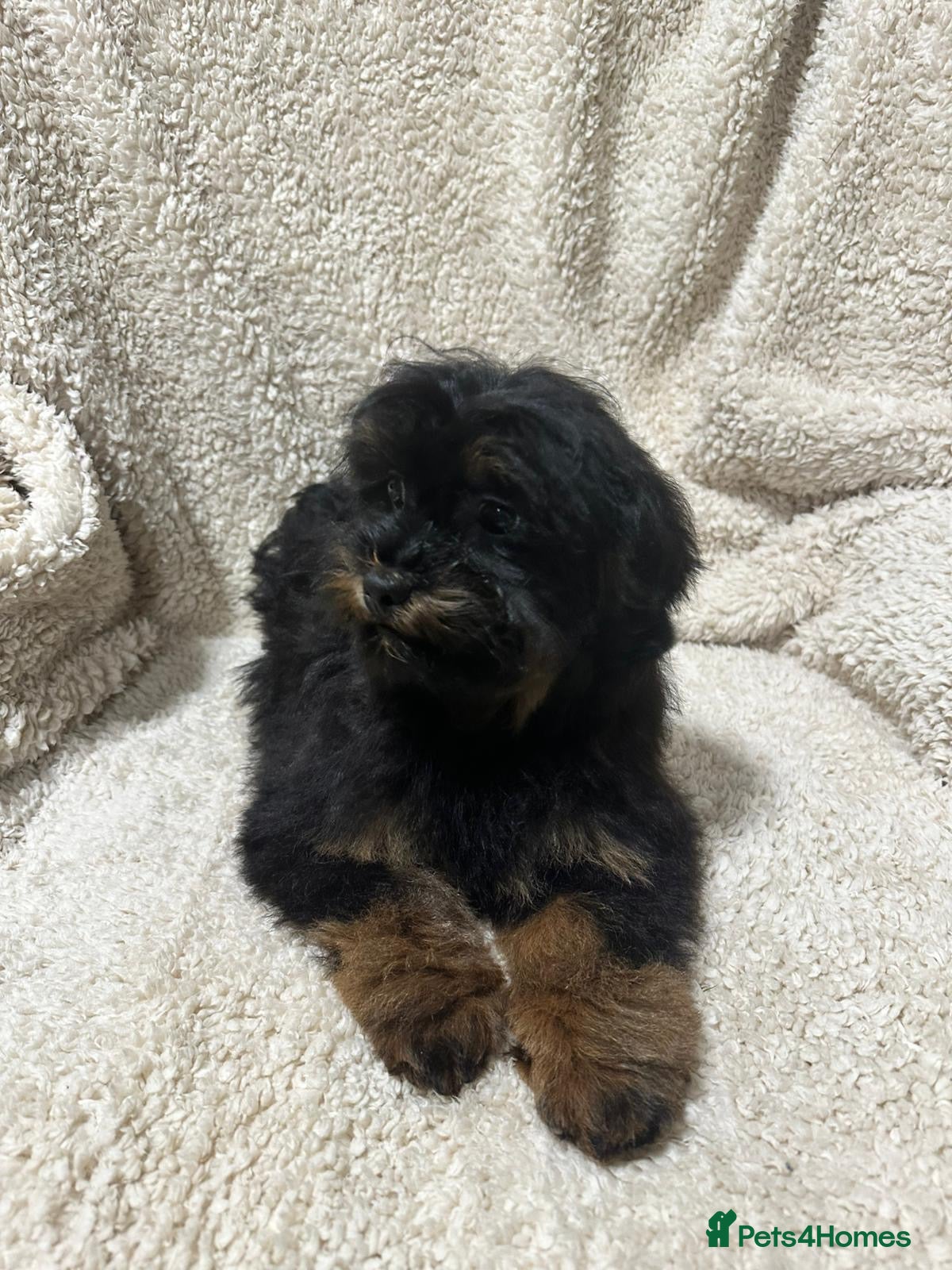 Shihpoo dogs Gorgeous shihpoos  - Advert 12