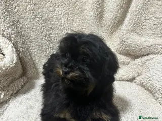 Shihpoo dogs Gorgeous shihpoos - Advert 12